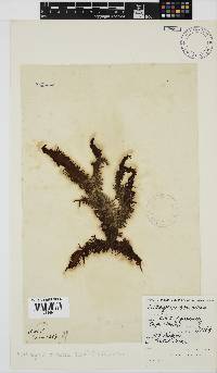 Nothogenia erinacea image