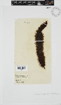 Nothogenia erinacea image