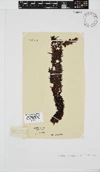 Nothogenia erinacea image