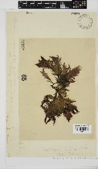 Nothogenia erinacea image