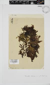Nothogenia erinacea image