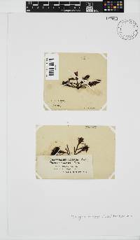 Nothogenia erinacea image