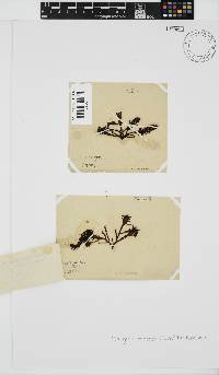 Nothogenia erinacea image