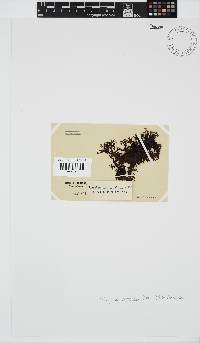 Nothogenia erinacea image