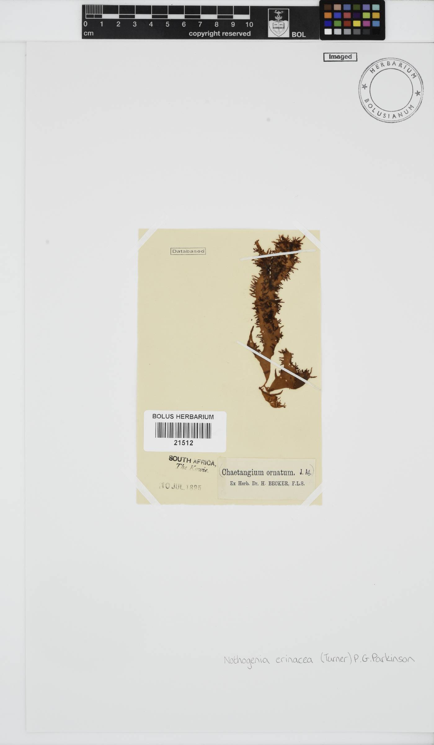 Nothogenia erinacea image