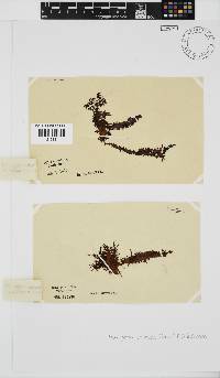Nothogenia erinacea image