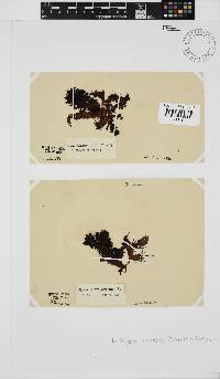 Nothogenia erinacea image