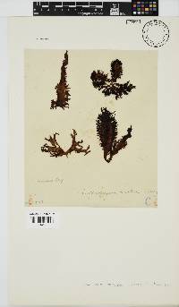 Nothogenia erinacea image