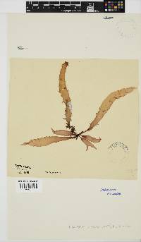 Nothogenia erinacea image