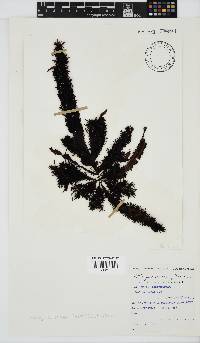 Nothogenia erinacea image