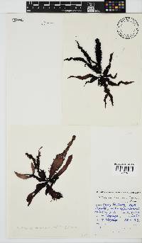 Nothogenia erinacea image
