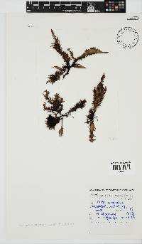 Nothogenia erinacea image