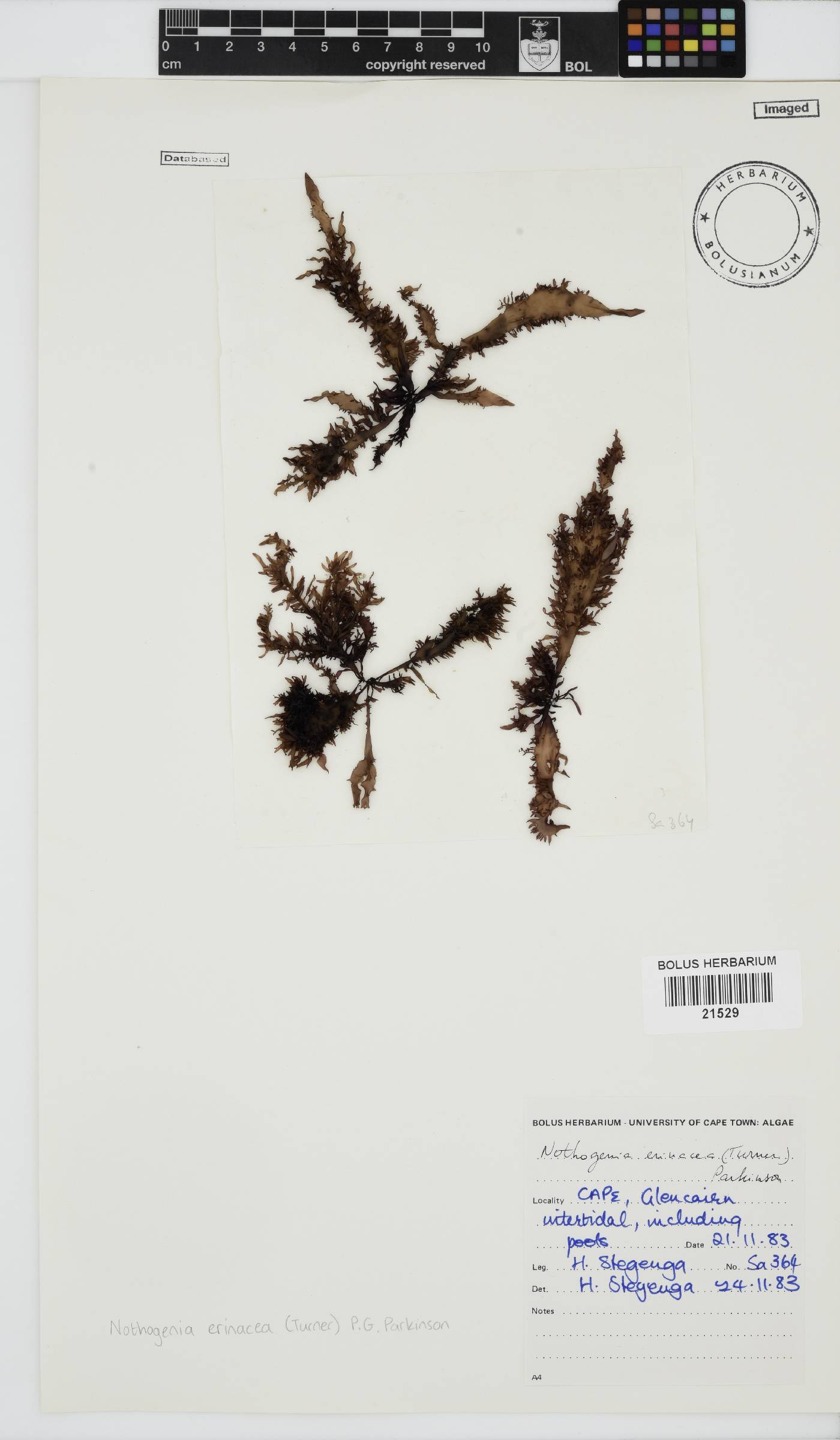 Nothogenia erinacea image