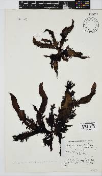 Nothogenia erinacea image