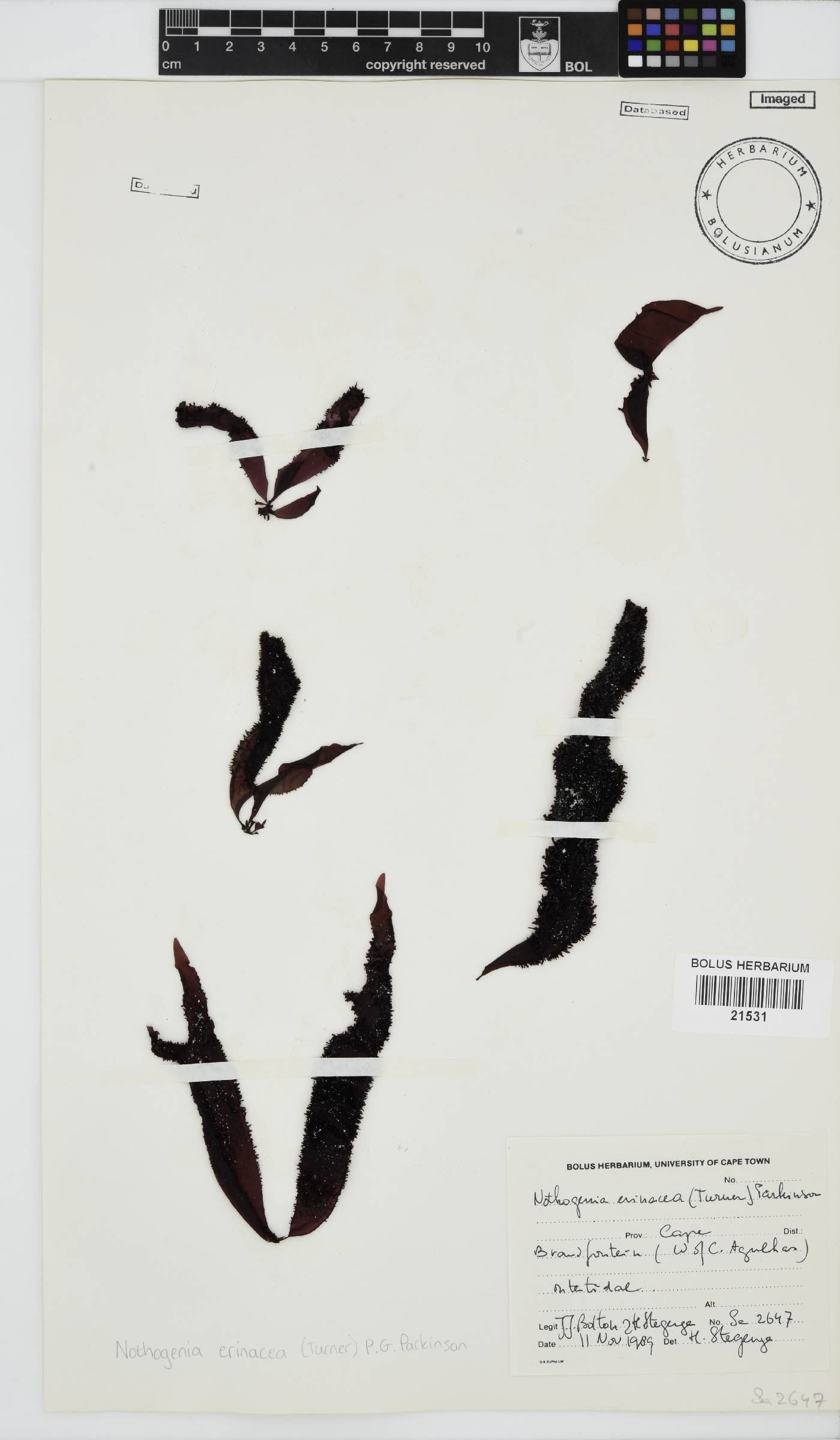 Nothogenia image