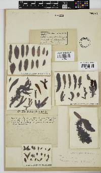 Nothogenia erinacea image