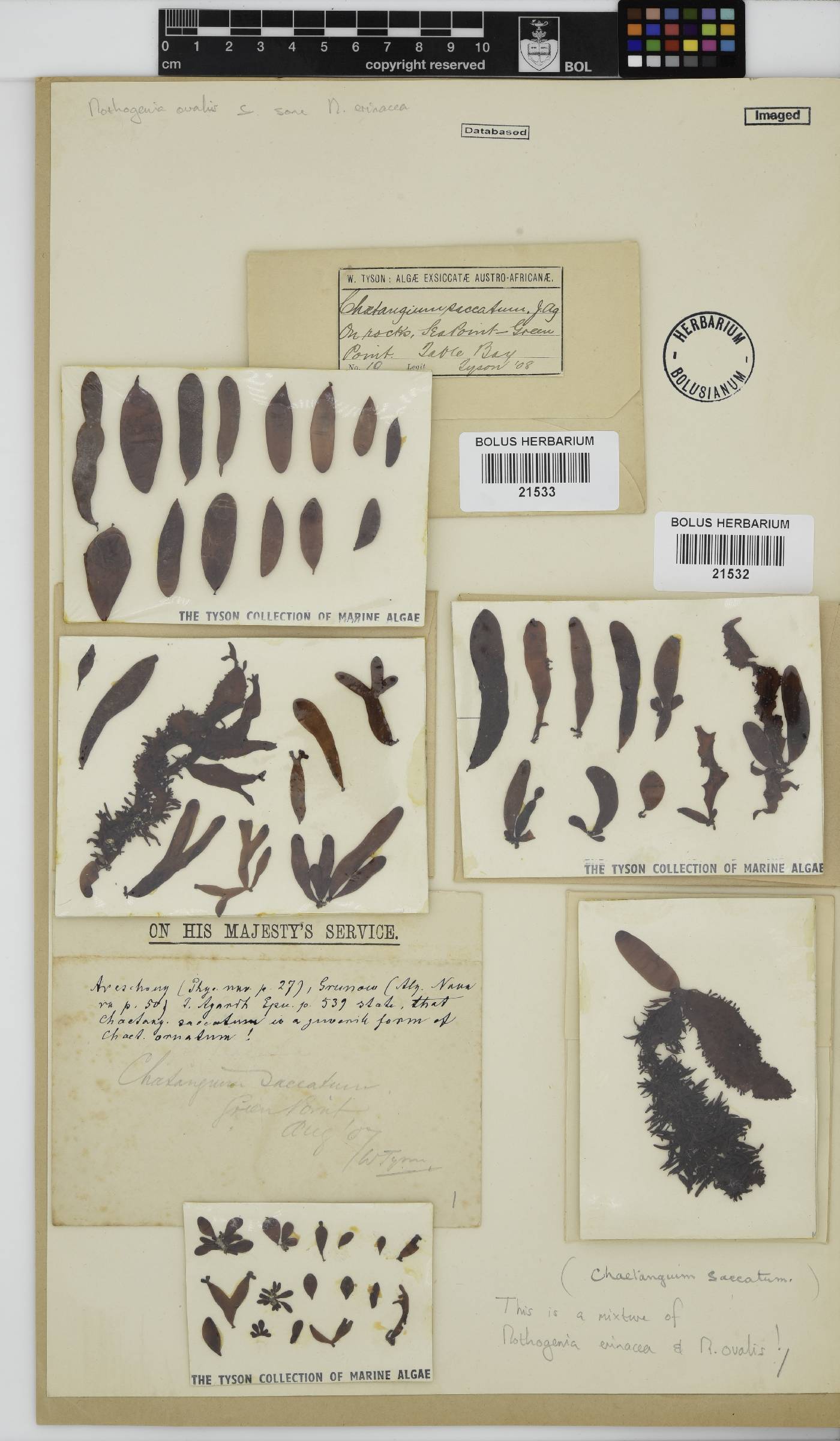 Nothogenia erinacea image
