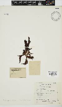 Nothogenia erinacea image