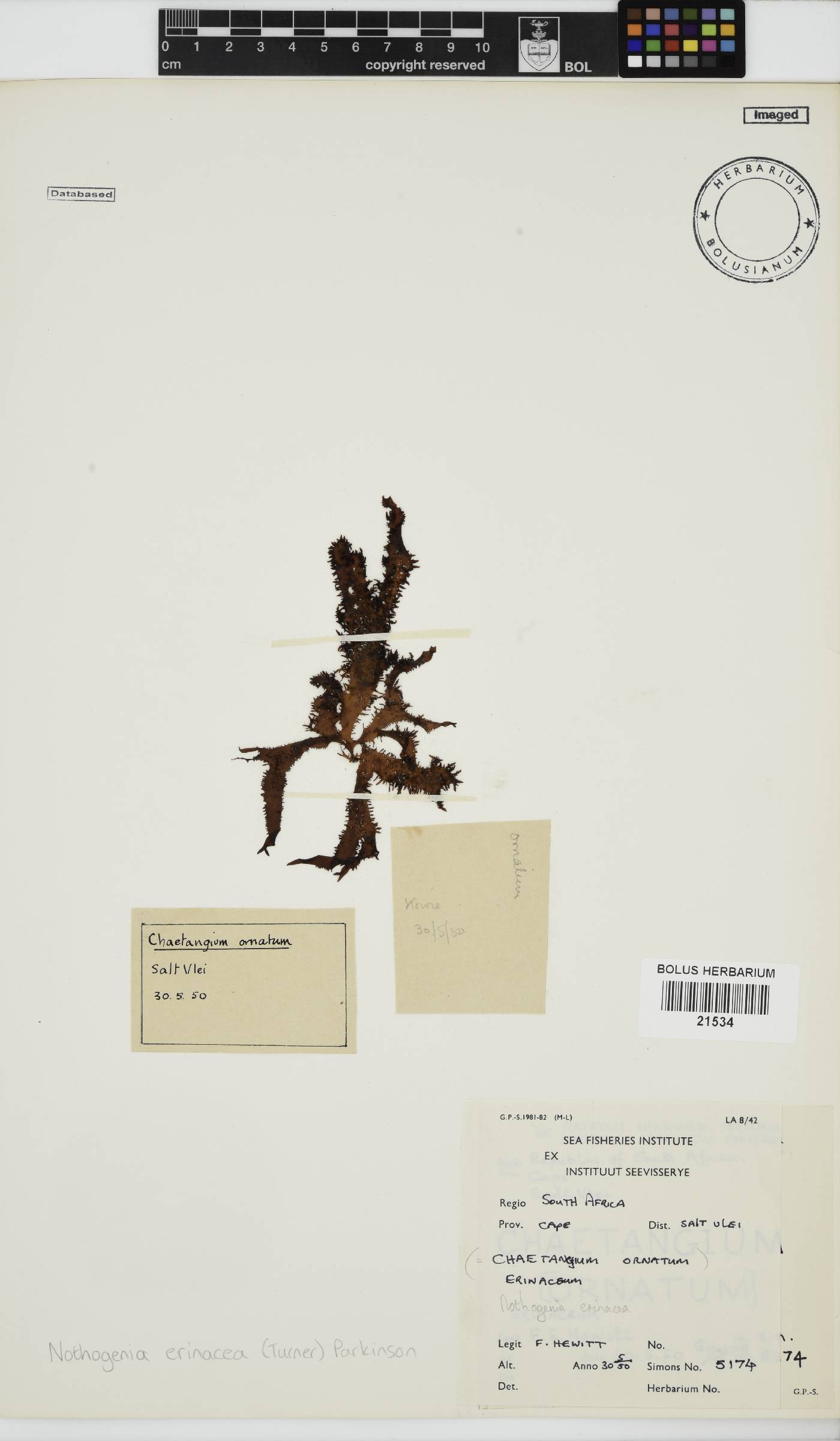 Scinaiaceae image