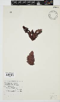 Nothogenia erinacea image