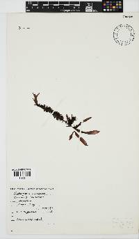 Nothogenia erinacea image