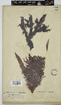 Nothogenia erinacea image
