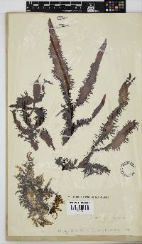 Nothogenia erinacea image