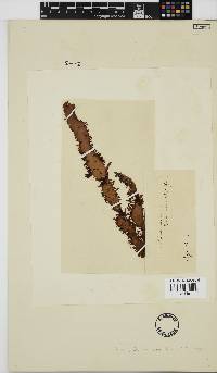 Nothogenia erinacea image