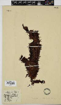 Nothogenia erinacea image