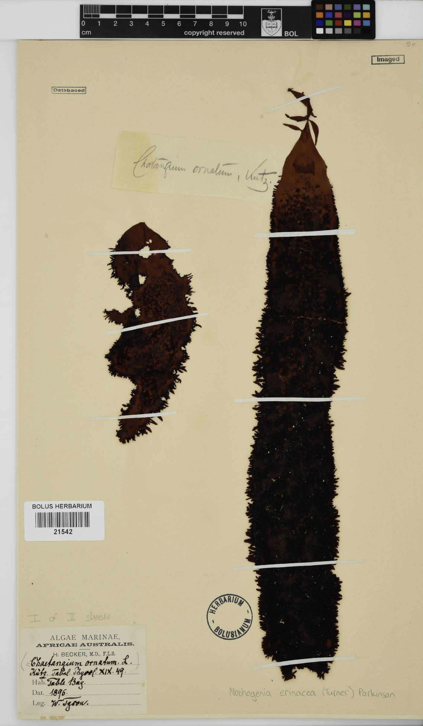 Nothogenia erinacea image