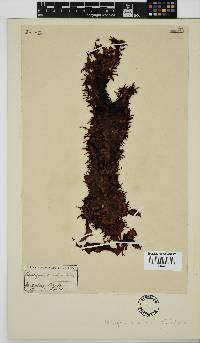 Nothogenia erinacea image