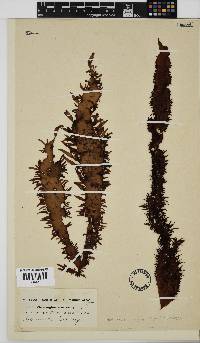 Nothogenia erinacea image