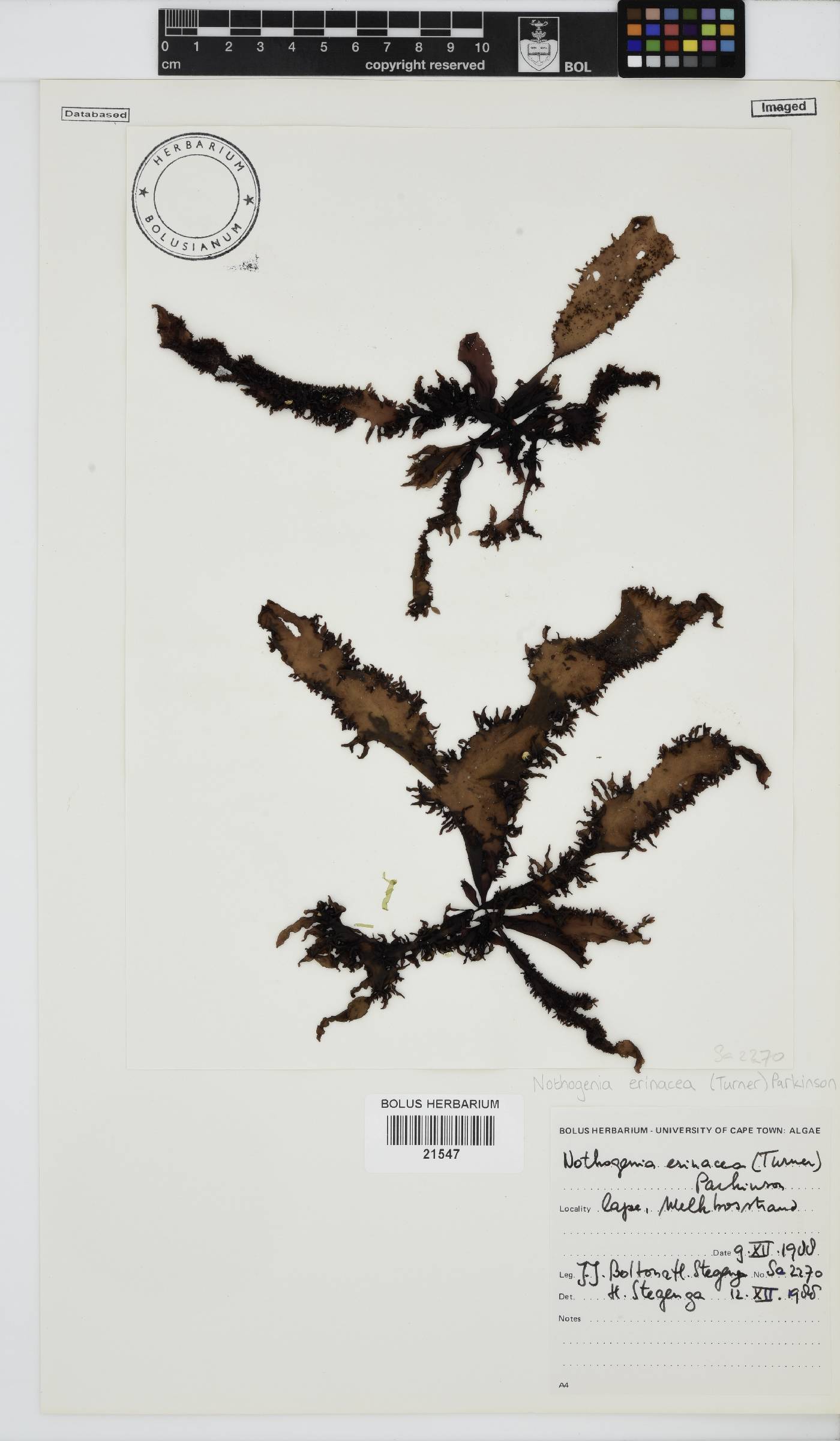 Nothogenia erinacea image