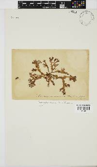 Nothogenia erinacea image