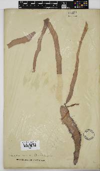 Nothogenia erinacea image