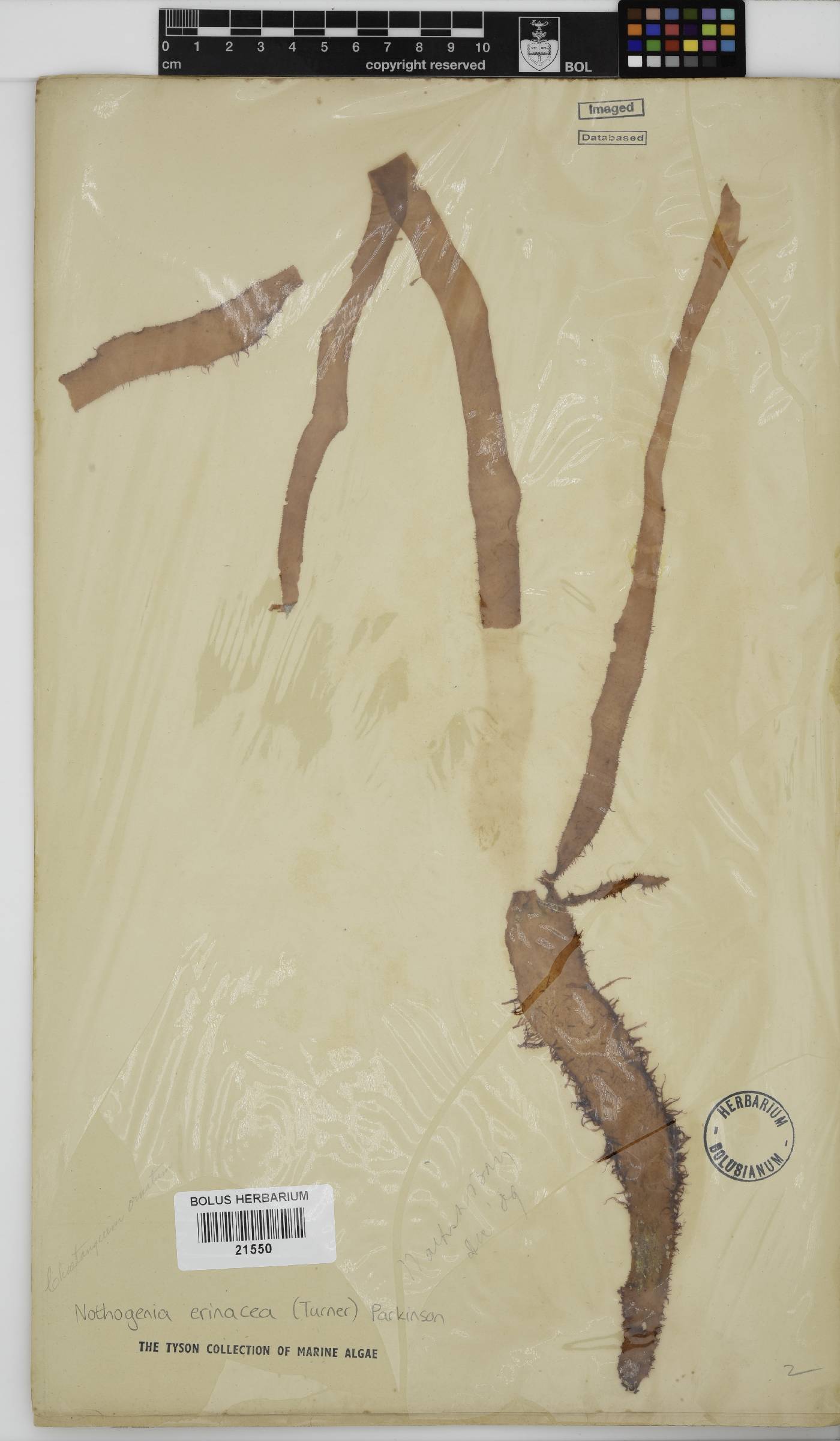 Scinaiaceae image