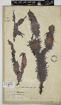Nothogenia erinacea image