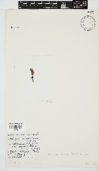 Nothogenia erinacea image