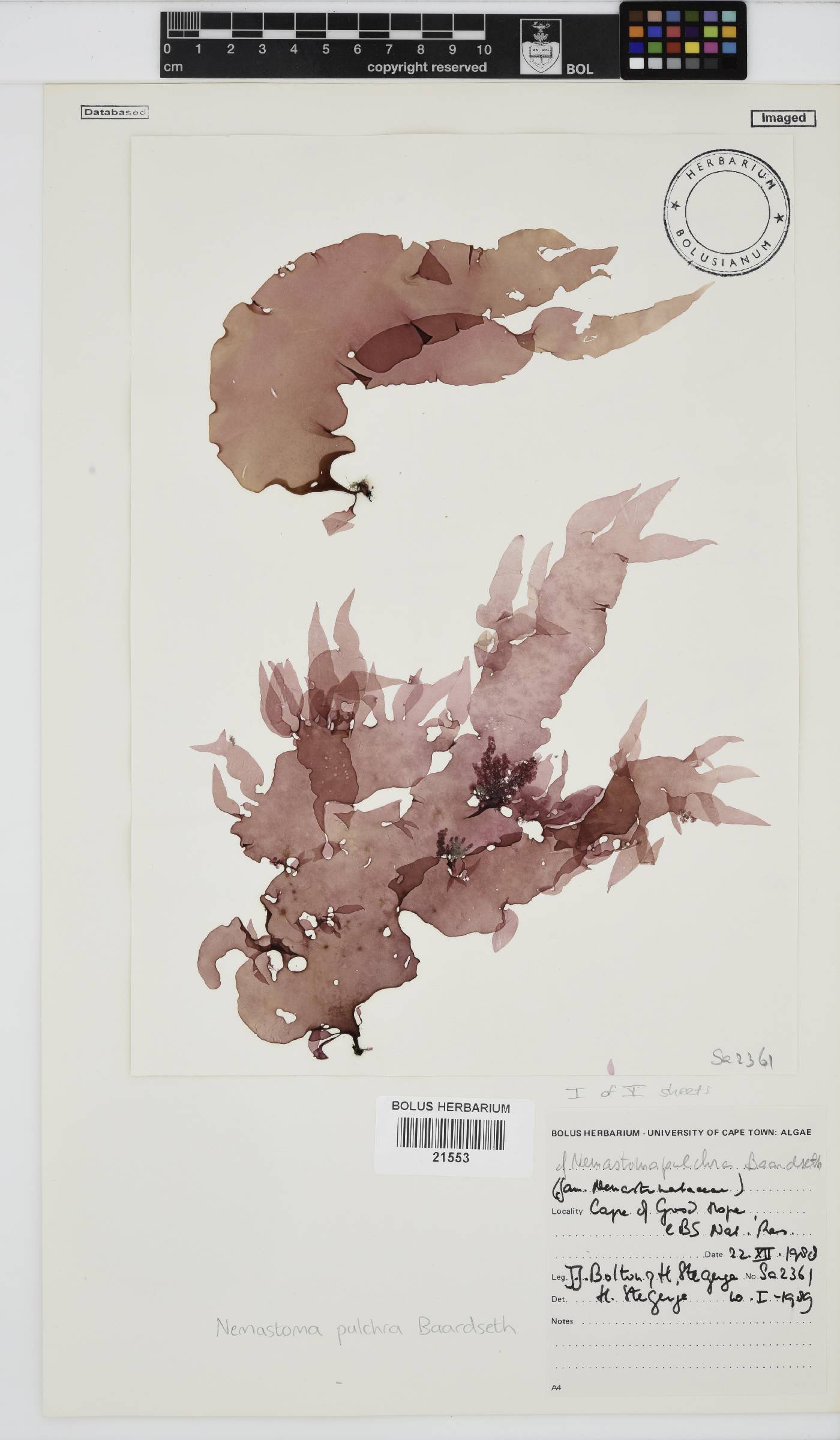 Tsengia image