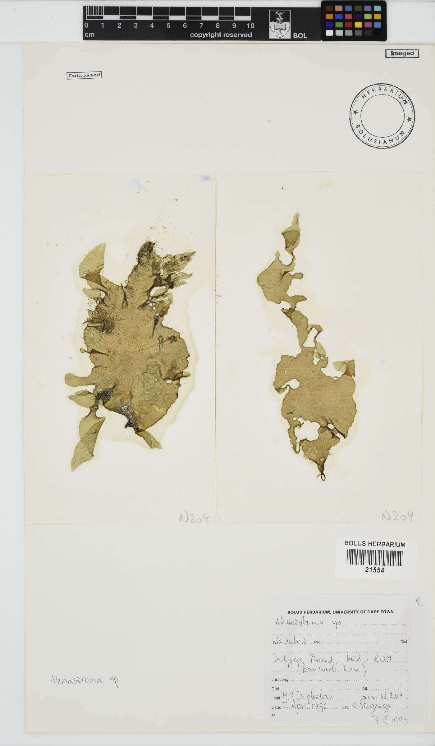 Nemastoma image