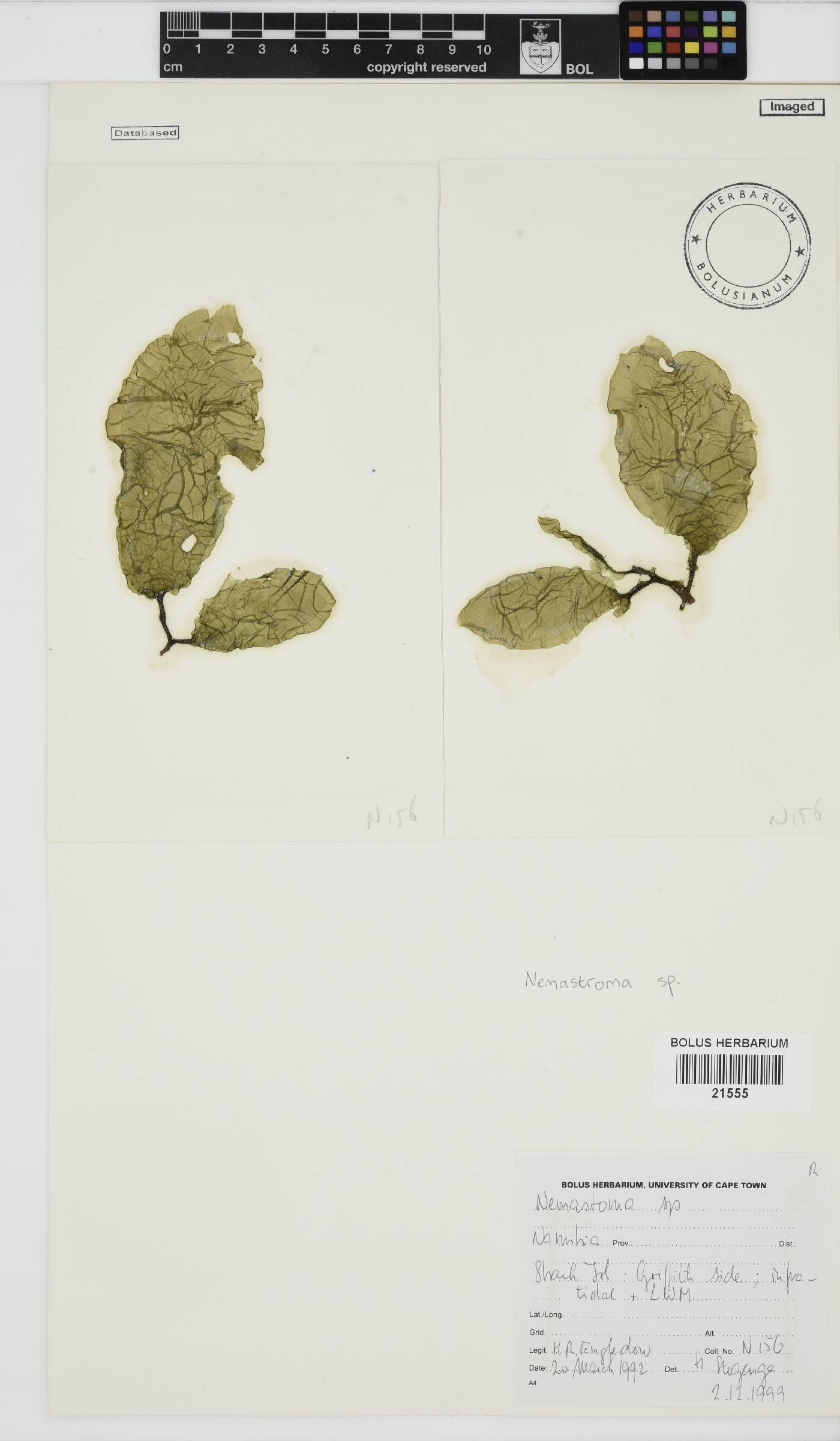 Nemastoma image