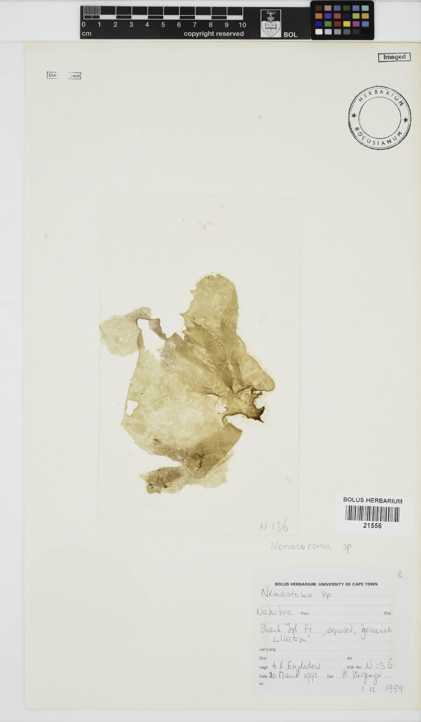 Nemastoma image