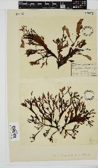 Neuroglossum binderianum image