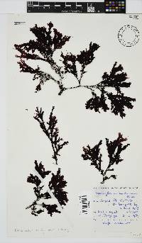 Neuroglossum binderianum image