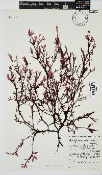 Neuroglossum binderianum image