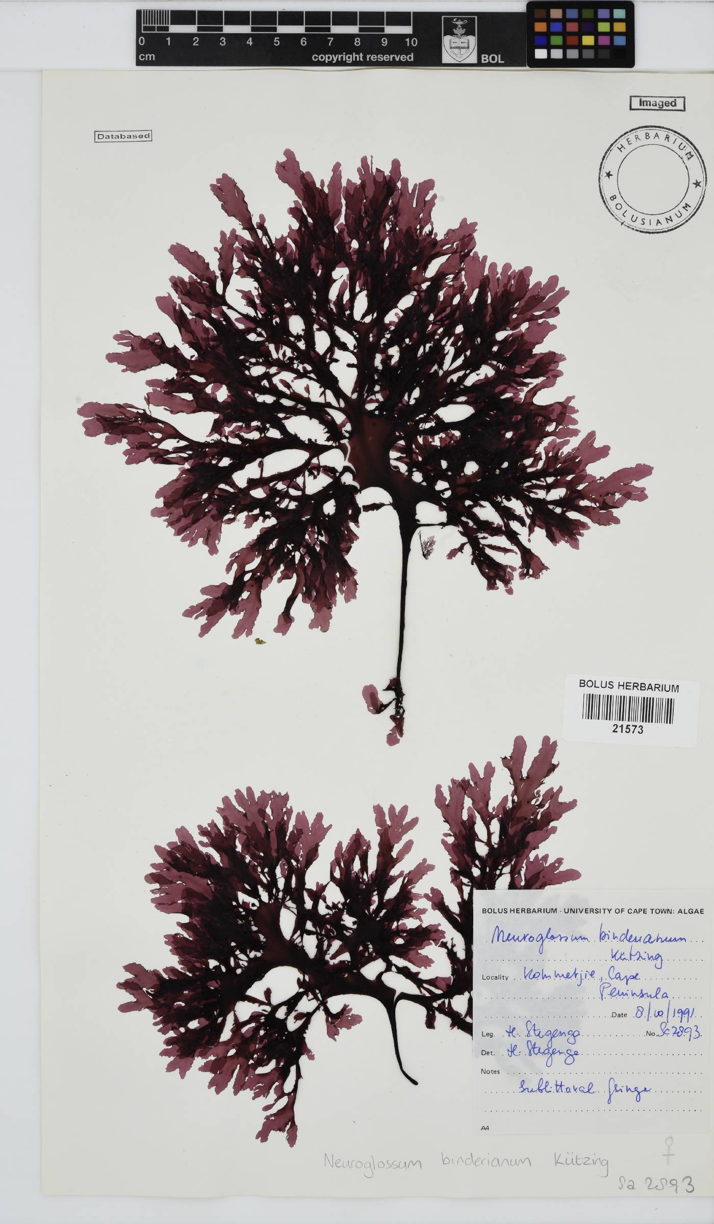 Neuroglossum binderianum image