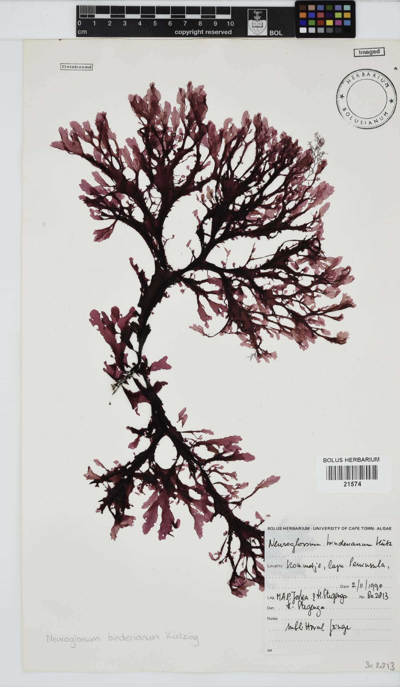 Neuroglossum binderianum image