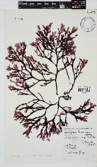 Neuroglossum binderianum image