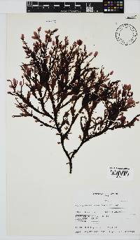 Neuroglossum binderianum image