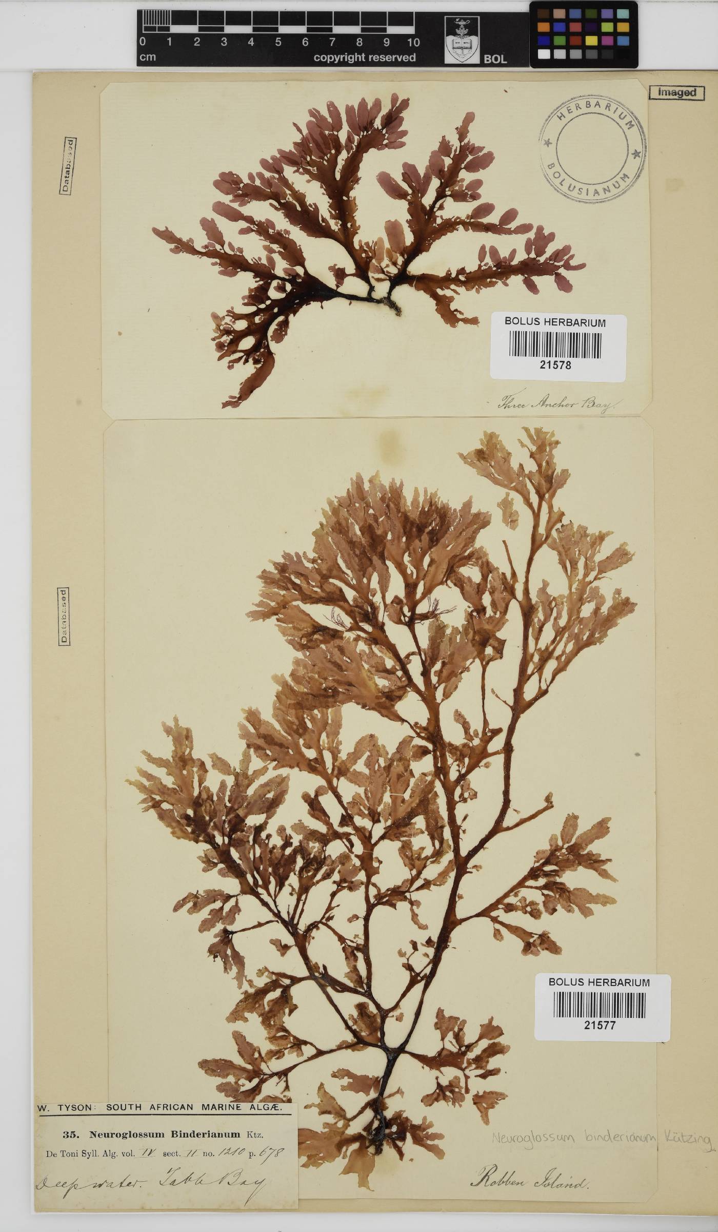 Neuroglossum binderianum image
